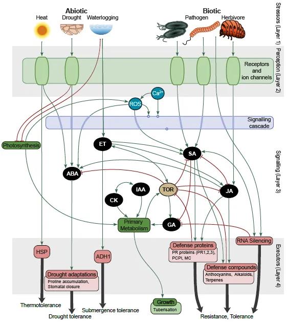 Contents of the Plant Stress Signalling model (PSS) represented as conceptual layers.