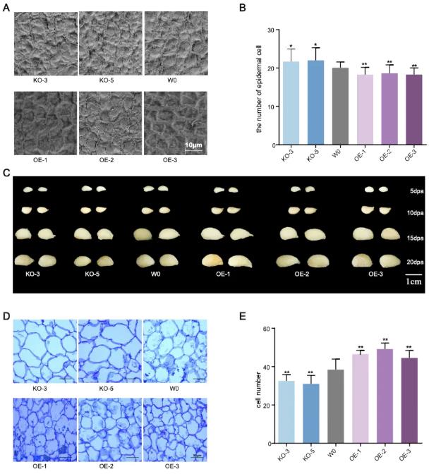 UGT71C4 regulates cotton ovule cell proliferation and affects seed size
