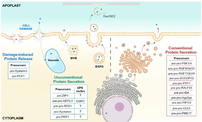 Conventional and unconventional apoplast protein secretion pathways