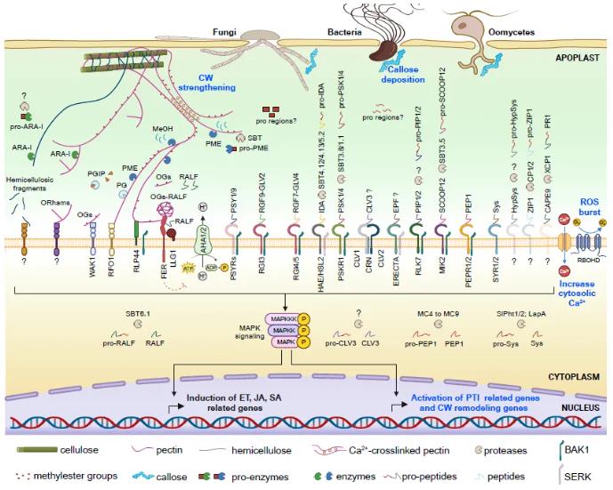 Maturation, recognition and involvement of apoplastic immune peptides in immune pathways