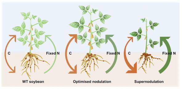 ric1a/2a increases soybean yield and protein content.