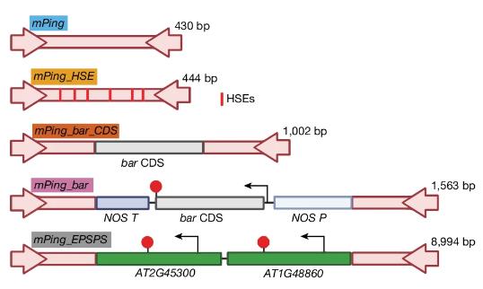 The cargo of different mPing versions demonstrated to excise and undergo targeted insertion in the Arabidopsis genome.