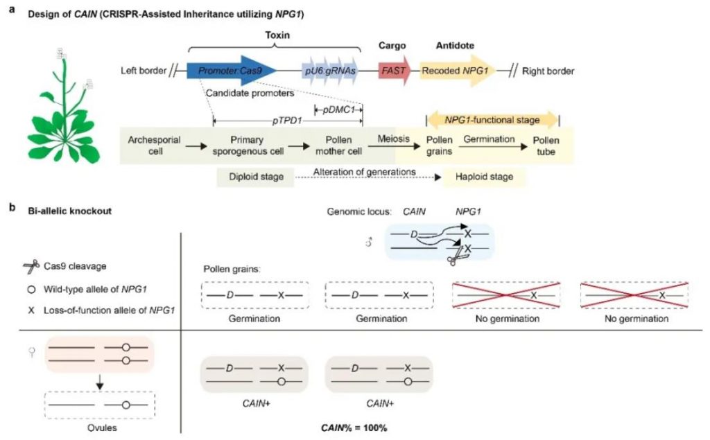 The design principle of the gene drive tool CAIN and its super-Mendelian inheritance method.