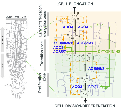 Working model illustrating the role of cytokinin-regulated ethylene biosynthesis in the control of root growth.