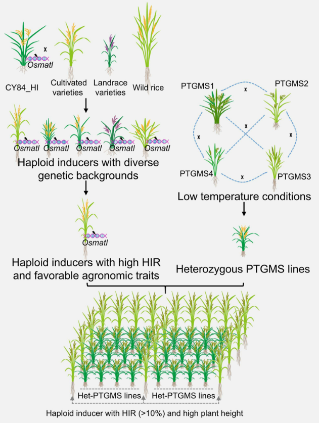 Schematic representation of large-scale haploid production in rice through the integration of PTGMS and HI.