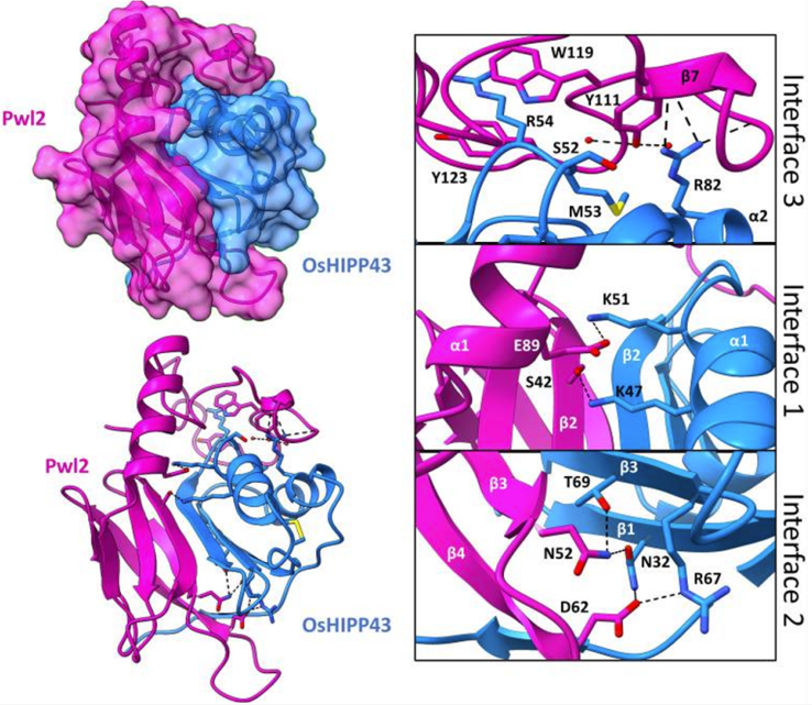 Crystal structure of the Pwl2/OsHIPP43 complex reveals an extensive interface.