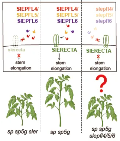 Schematic diagram of the experimental design of this study.