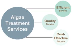 Fig.5 Industrial cultivation of algae.