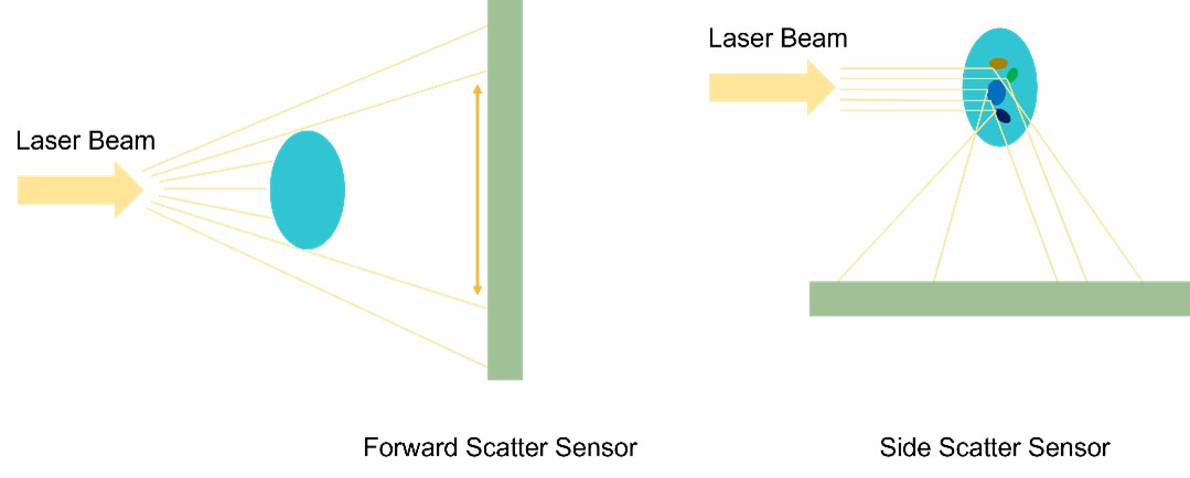 Fig.1 Flow cytometry detection patterns of cell size and granularity.