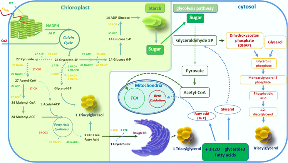 Fig.1 Simplified photosynthesis process. (Alishah Aratboni, et al., 2019, Microbial Cell Factories)