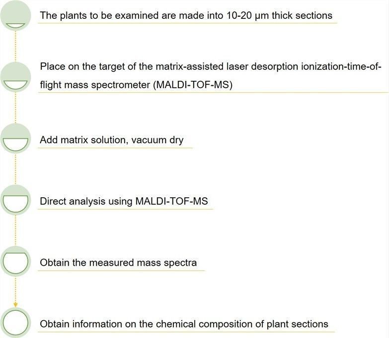 Histochemical localization – Lifeasible