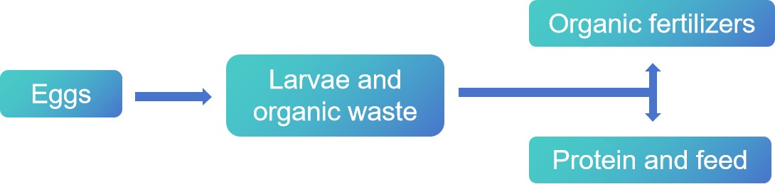 Hermetia illucens larvae as natural waste recyclers - Lifeasible