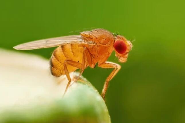 CRISPR-based Gene Editing in Drosophila melanogaster