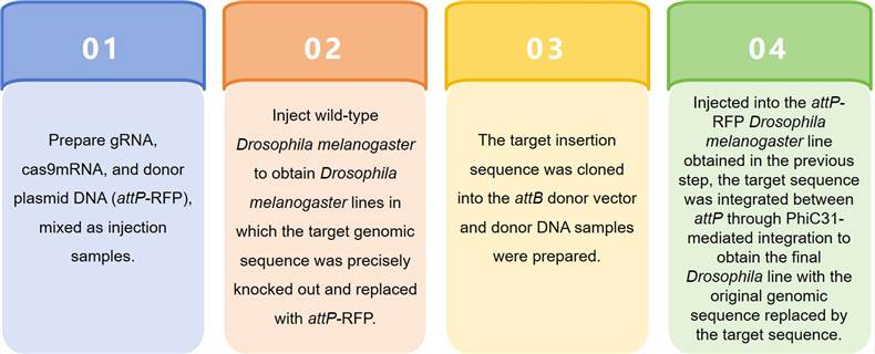 CKOAKI (CRISPR-KO-attP-KI) technical process - Lifeasible