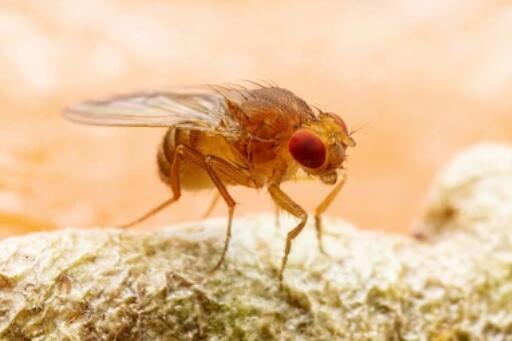 Gene Editing in Drosophila melanogaster