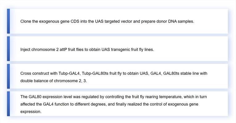 Introduction of exogenous genes for in vivo expression in fruit flies – Lifeasible