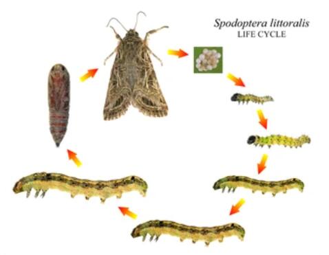 Gene Editing in Spodoptera littoralis