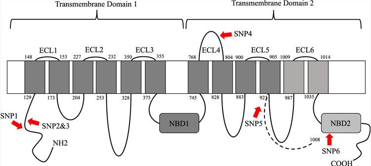 Representative diagram of the predicted Cry1Fa-susceptible ABCC2 protein structure and location of the SNPs in the Cry1Fa-resistant ABCC2 protein in Ostrinia nubilalis. (Farhan, Y., et al, 2023) 