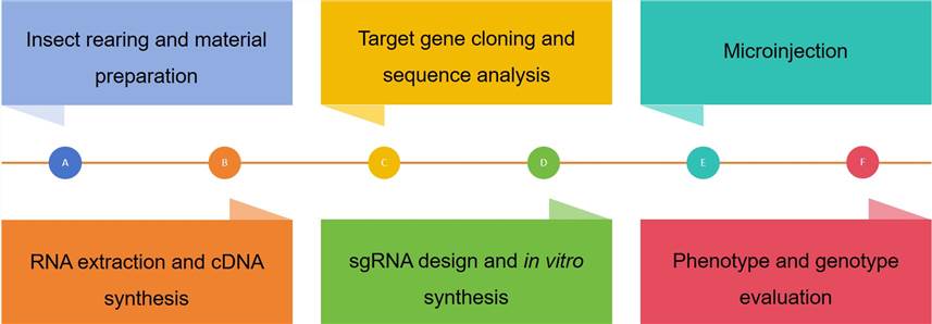 Technical process of gene editing in Tuta absoluta - Lifeasible