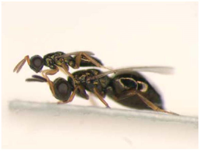 Nasonia vitripennis male and female engaged in courtship