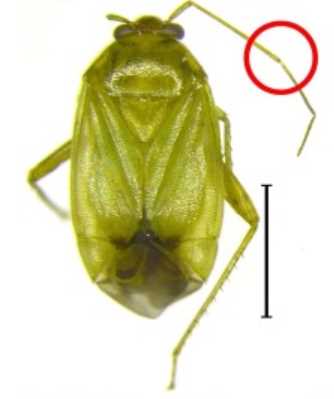 Apolygus Lucorum