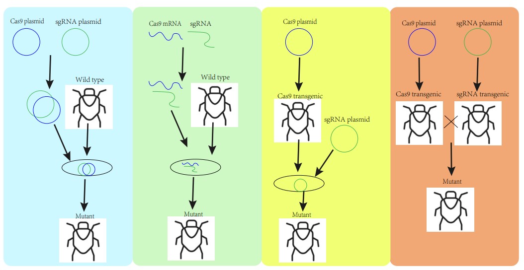 Methods of CRISPR/Cas9 introduction into insects