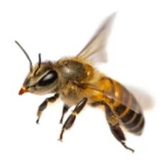 Gene Editing in Bee