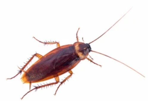 Gene Editing in Cockroach