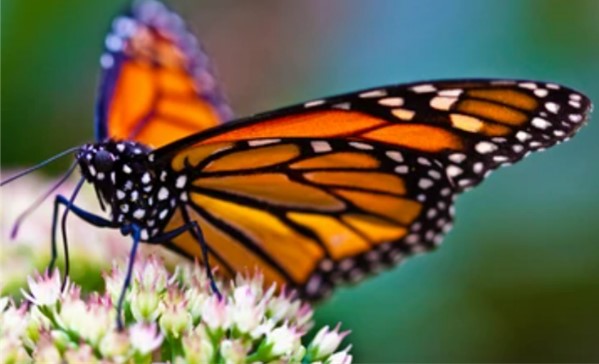 Gene Editing in Danaus Plexippus