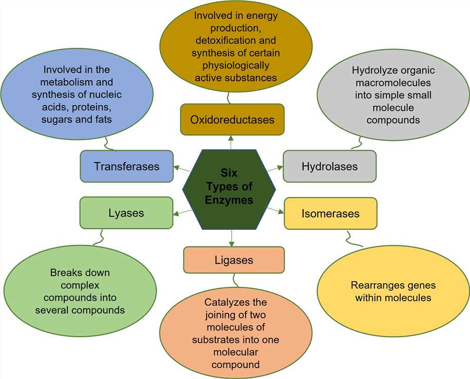 Fig 1. Six types of enzymes-Lifeasible.
