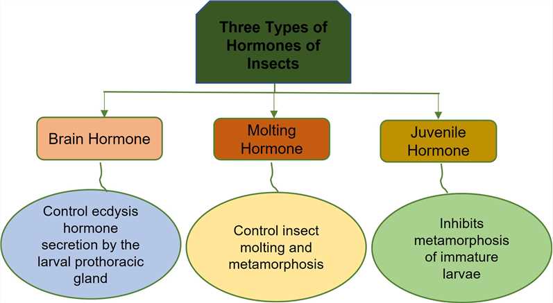 Fig 1. Hormones of insects-Lifeasible.