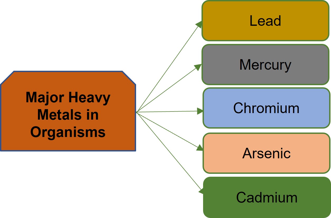 Fig 1. Major heavy metals in organisms-Lifeasible. 