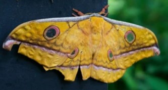 Molecular Marker Technology of Antheraea Yamamai