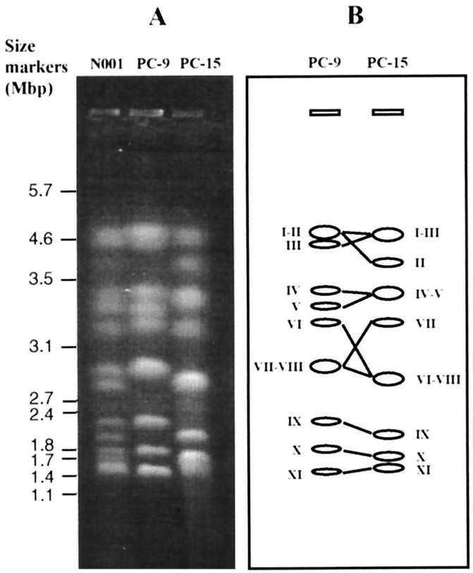 Molecular karyotype of P. ostreatus N001.