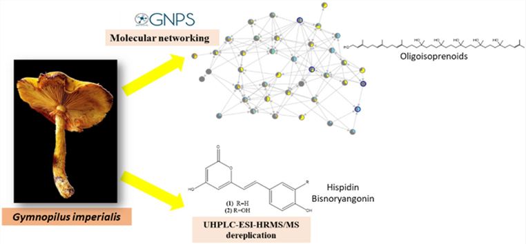 Metabolomics of the wild mushroom Gymnopilus imperialis by UHPLC-HRMS/MS analysis and molecular network.