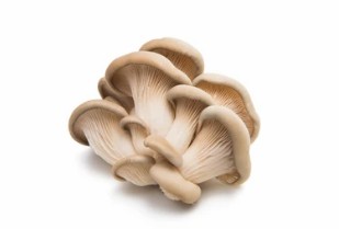 Tissue Culture of Oyster Mushrooms