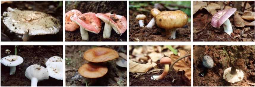 Diversity of ectomycorrhizal mushrooms.