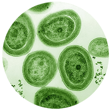 Gene Editing in Cyanobacteria