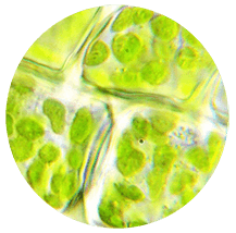 Gene Editing in Chloroplast