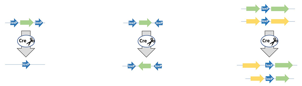 Cre‐loxP mediated recombination