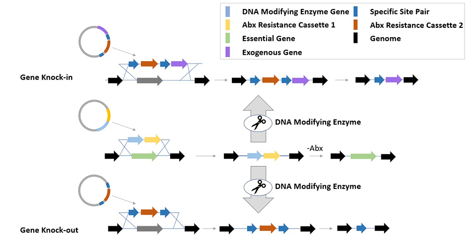 Cre‐loxP mediated recombination