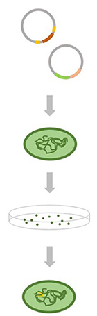 Workflow of Gene Editing Services