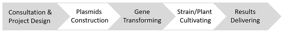 Gene Editing