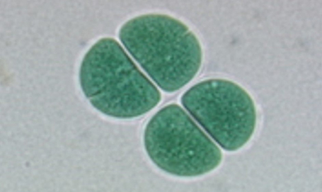 Synechococcus elongatus PCC 7942