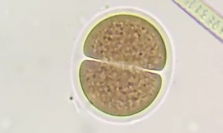 Synechococcus sp. UTEX 2973