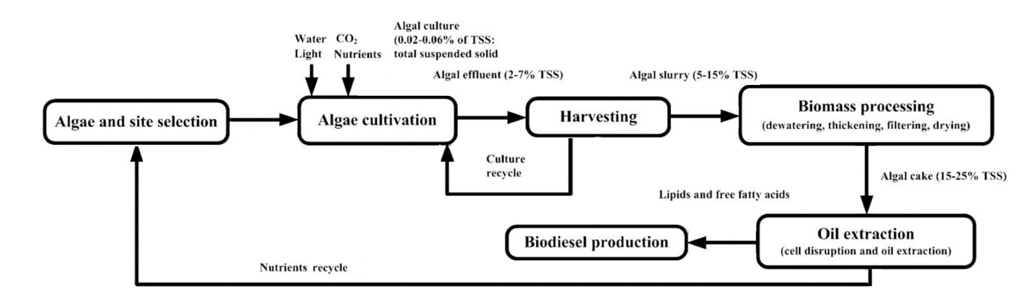 Stages of microalgae from cultivation to biofuel production.