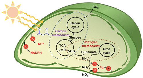 Carbon and Nitrogen Fixation in Cyanobacteria