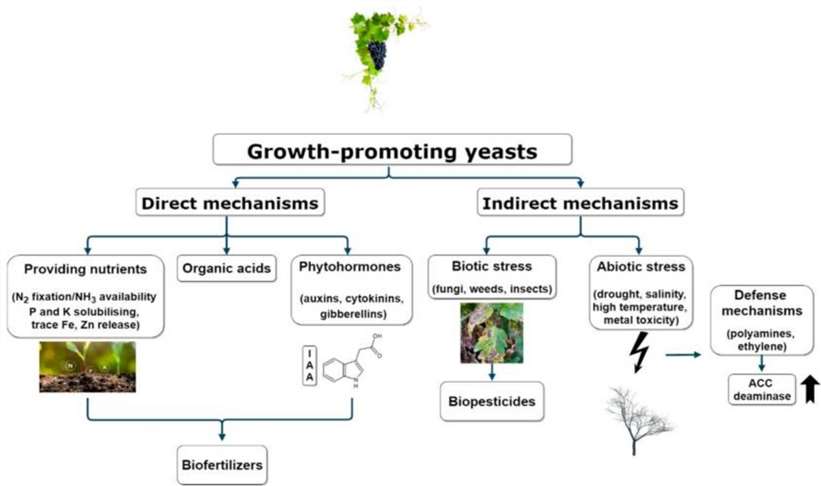 How Yeasts Promoting Plant Growth