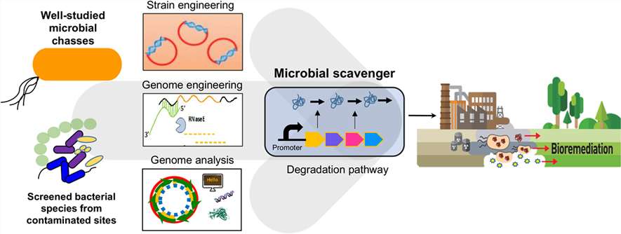 Process of Bioremediation