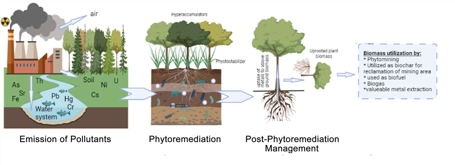 Process of Phytoremediation